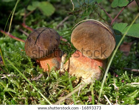 Detail of the two mushrooms ( Boletus erythropus ) in the autumn in the woods growing in moss