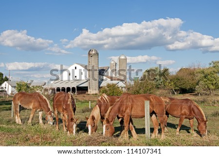 Work horses feeding on an Amish farm in Lancaster County,Pennsylvania,USA.