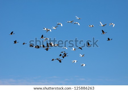 Tundra Swans and Canadian Geese cross flight paths