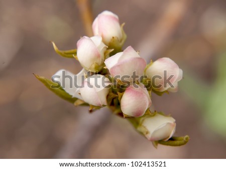 Flower buds of apple against the brown earth