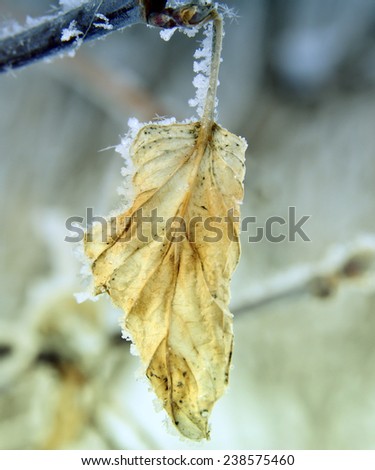 Branch with withered leaves are covered with white frost. Abstract background
