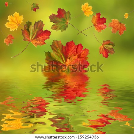 colorful autumn leaves fall into the water, with reflections on water