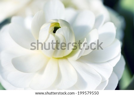 Macro Detail
