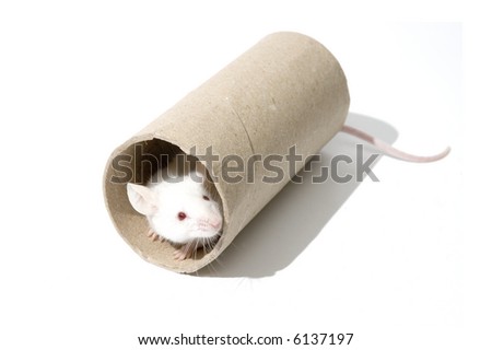 White mice on a roller isolated over white background