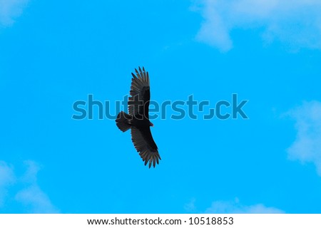 Detail of black eagle flying over blue sky