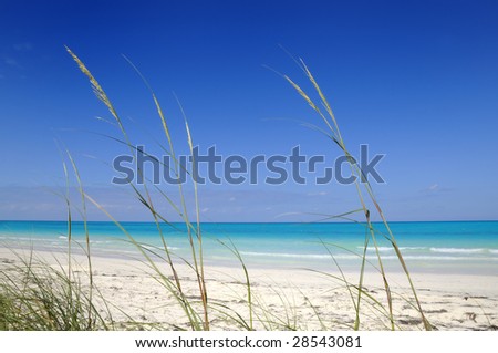 View of tropical beach with vegetation and clear blue sky