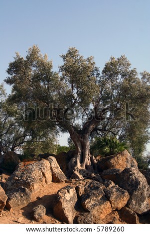 Oil Tree in Sicily at summer