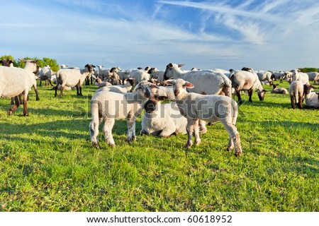 A summer landscape and herd sheep  in the netherlands