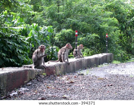 Three monkeys on a Highway