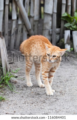 Ginger tabby kitten arches his back in fear in front of a garden gate