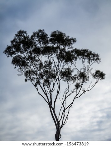 Australian gum tree (eucalyptus) silhouetted against a dramatic cloud-filled sky