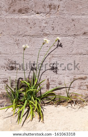Wild garlic plant growing out of a wall of pink painted brick and concrete