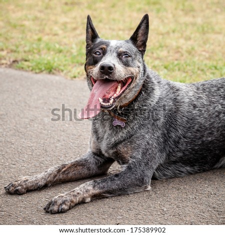 Funny Australian Blue Heeler or Cattle Dog lying down in a park with tongue hanging out