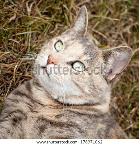The head and neck of a grey and ginger, green-eyed tortoiseshell tabby cat lying on dry summer grass looking up