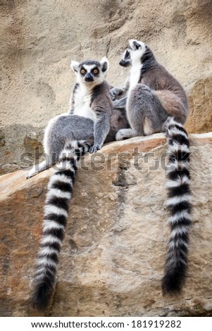 Two male Ring-tailed Lemurs (Lemur catta)sitting on a rock while one grooms the other