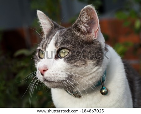 Confident white and grey tabby cat with blue collar and bell guarding her home territory