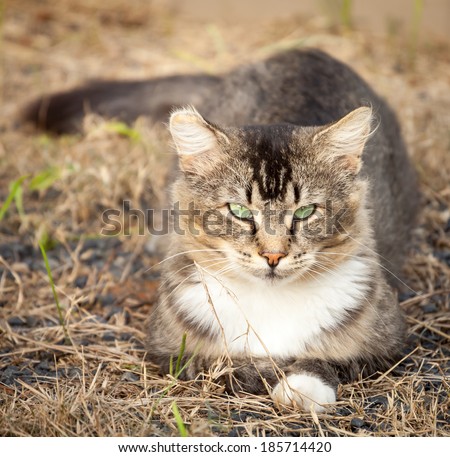 Tawny brown, black and white tabby cat with green eyes sitting relaxed on dry summer grass