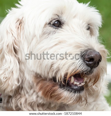 Close up of the friendly head of a Soft Coated Wheaten Terrier