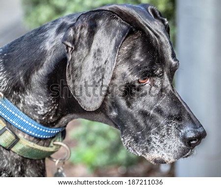 Black, dark brown and white head of a German Short-haired Pointer dog with collar showing pointing behavior