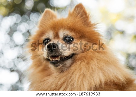 Close up of a heroic looking orange  Pomeranian dog's head