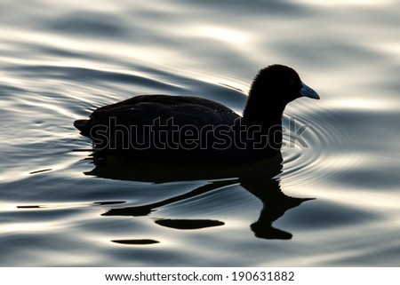 Silhouette of a Eurasian Coot (Fulica atra) swimming with drops of water on the feathers