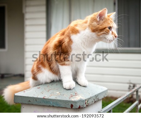 Cute young ginger and white tabby cat sitting on a pillar with peeling paint and looking to the side