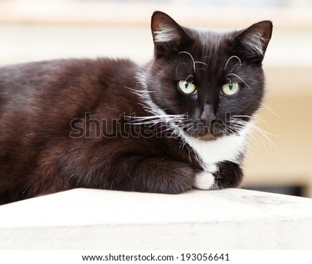 Cute dark chocolate brown, black and white cat with green eyes sitting on a fencepost looking at the camera