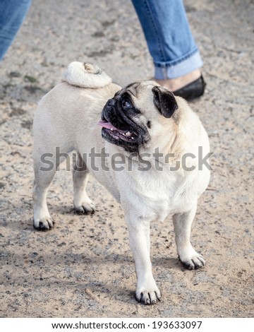 Vivacious little fawn and black Pug dog with tail curled and mouth open looking up at owner