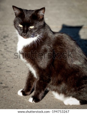 Dark brown cat with yellow eyes and white socks and bib sitting up on the sidewalk in the sunlight showing off glossy healthy fur