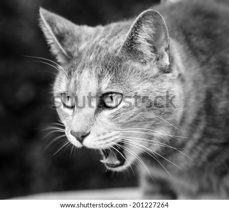 Close up of tabby cat with mouth open meowing and preparing to vomit while sitting - processed in black and white