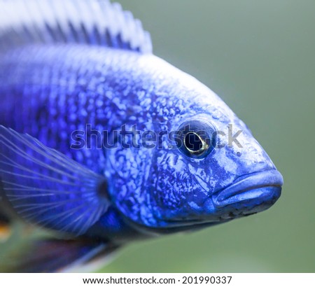 Close up of the Lake Malawi African cichlid called the electric blue hap (Sciaenochromis ahli) swimming in an aquarium