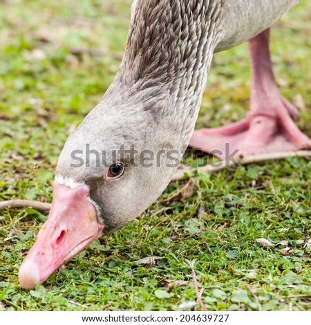 Close up of head, neck and webbed foot of Greylag or Graylag Goose (Anser anser) eating green grass