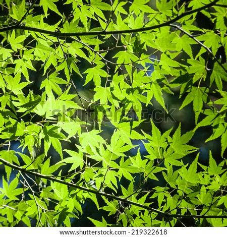 Background of beautiful bright green sunlit Japanese Maple (Acer palmatum) leaves and branches against shadow