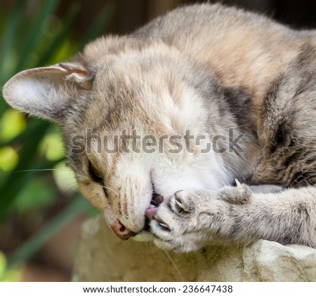Grey and ginger tabby cat with no-kill ear tattoo happily licking her paw and extended claws lying on a stone in the garden