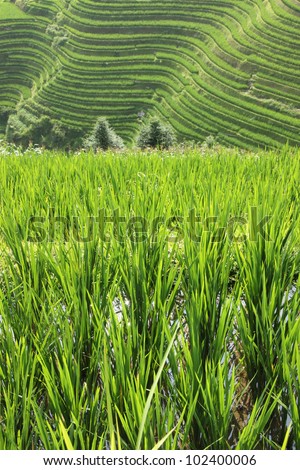Rice fields in Longsheng, China.