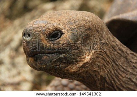 Giant Turtle head at Floreana Island, Galapagos Islands, Ecuador.