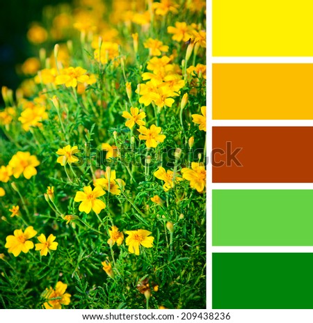 Yellow flowers in the garden. Background colour palette with complimentary colour swatches