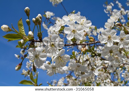 Cherry blossoms on a black cherry tree against the blue sky
