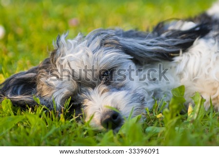 Chinese Crested puppy with sad eyes lays on a grass