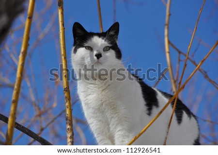 Black and White Cat in Willow Tree