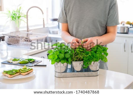 Similar – Image, Stock Photo Growing green parsley in the garden, selective focus