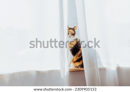 Similar – Image, Stock Photo Sunset behind the curtain in the caravan