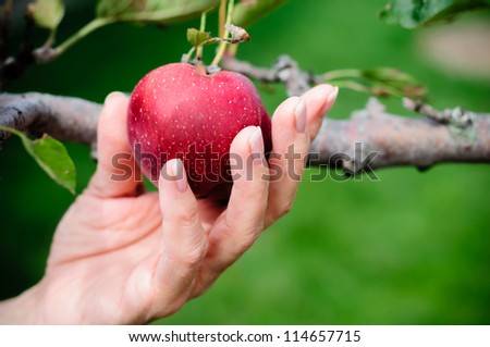 Satan tempted Eve into picking a forbidden fruit from the Tree of Knowledge.