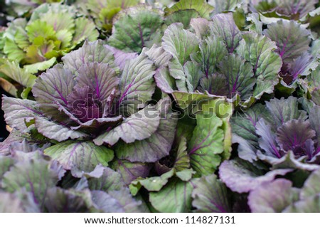 Ornamental Kale is a type of cabbage.  While it can be eaten, it is not as tasty as varieties that are specifically bred for culinary purposes.