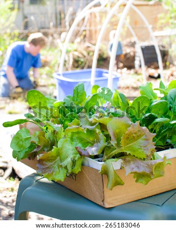 A box of young lettuce plants waits to be planted by a man in his backyard.