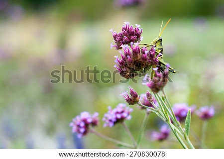 A green grasshopper clings to a red clover flower in a field.   The clover is a spiky purple flower while the grasshopper is green, black and yellow.  There is ample copy space on the left side.