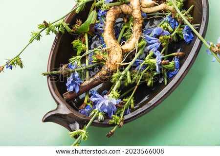 Chicory root and chicory flowers,weed. Wild plant in herbal medicine. Сток-фото © 