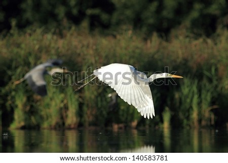 The Great Egret, Ardea alba, Common Egret, Large Egret, Great White Heron