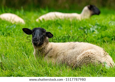 Shutterstock Puzzlepix