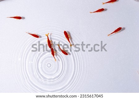 Image, Stock Photo goldfish swimming in a fishbowl on white background,